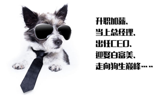 一條培訓汪是如何走上狗生巔峰的？